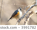 Ruribitaki 3991782