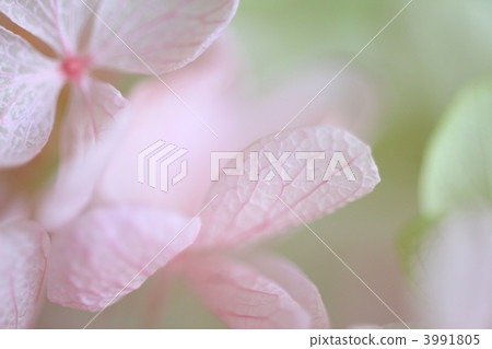 preserve to flower, preserved flower, preserved flowers 3991805
