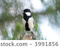 Great tit 3991856
