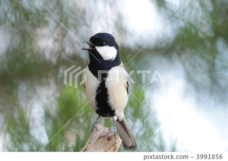 Great tit 3991856