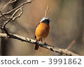 Giubitaki (male) 3991862