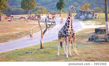 Giraffe  3991908