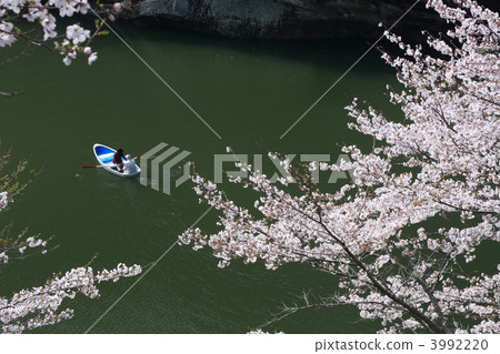 Cherry blossoms at Sakurabuchi Park 3992220