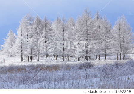 Iceberg forest 3992249