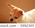 Chihuahua  3992305