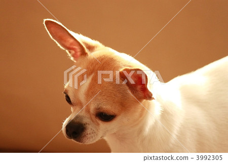 Chihuahua Chihuahua 3992305