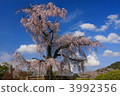 在京都丸山公園垂枝櫻花 3992356