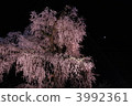 在京都丸山公園垂枝櫻花 3992361