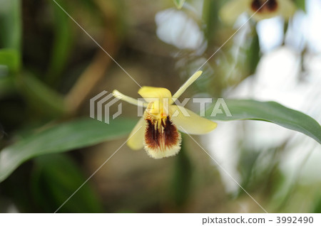 Serologine · Uniflora 3992490