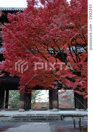 Nanzenji，秋葉楓樹和Sanmon 3992843