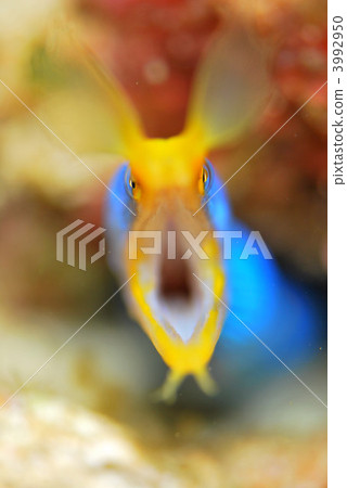 博涅斯鰻 黑身管鼻鯙 帶鰻 3992950