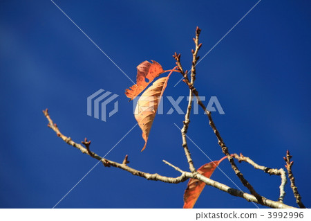 Dead leaves Dead leaves 3992996