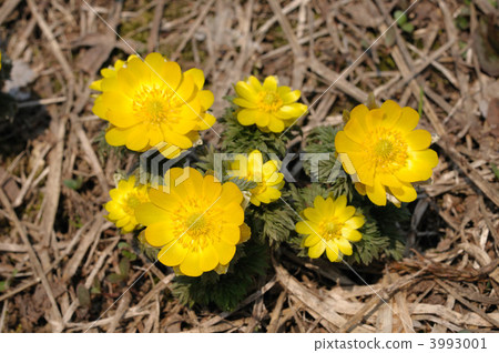 阿多尼斯拉莫薩 3993001