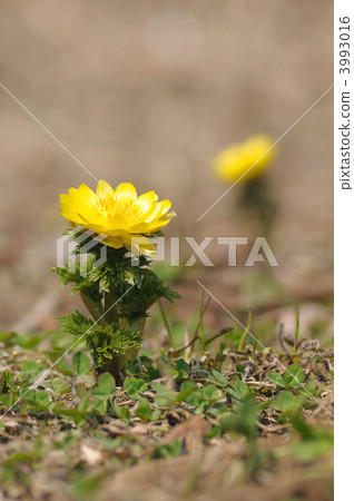 Adonis ramosa 3993016