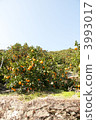 mandarin orange, mandarin grove, tangerine grove 3993017
