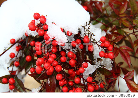 Nanten和Yuki I Nanten和Yuki I 3993059