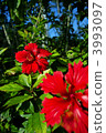 槿 花朵 花 3993097