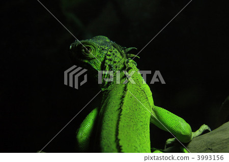 Green iguana 3993156