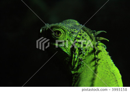 綠鬣蜥 3993158