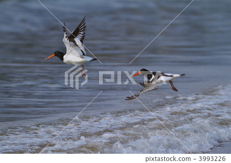 蠣鷸 飛行 航班 3993226