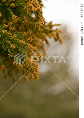 Cedar Pollen Cedar Pollen 3993248