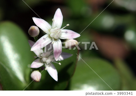 一棵金樹呼喚好運,Benjishisou開花了 一棵金樹呼喚好運,Benjishisou開花了 3993341