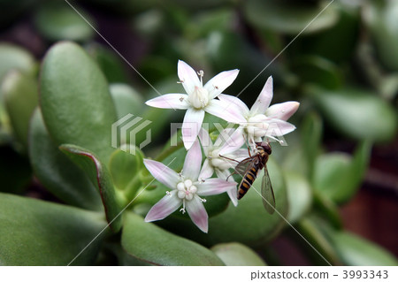 A golden tree calling for good luck, Benishi wo flowered, insects came to smoke honey. 3993343