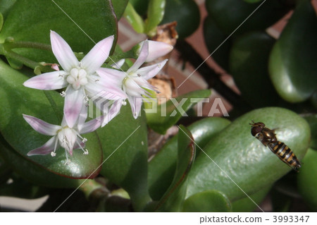 一棵金色的樹呼喚著好運,貝尼西窩開花,昆蟲來吸蜂蜜。 一棵金色的樹呼喚著好運,貝尼西窩開花,昆蟲來吸蜂蜜。 3993347