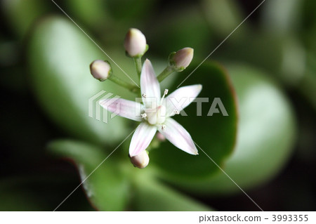 一棵金樹呼喚好運,Benjishisou開花了 一棵金樹呼喚好運,Benjishisou開花了 3993355