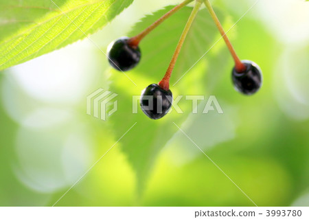 Early summer fruit 3993780