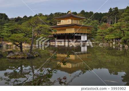 Nishikigoi living in Kinkakuji Nishikigoi living in Kinkakuji 3993902