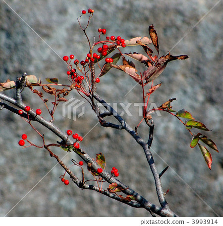 Rowan berries 3993914