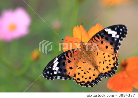 Zuma giuna (female) 3994387