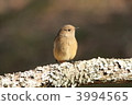 Giubitaki (female) 3994565