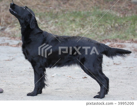 dog, dogs, animal 3995200