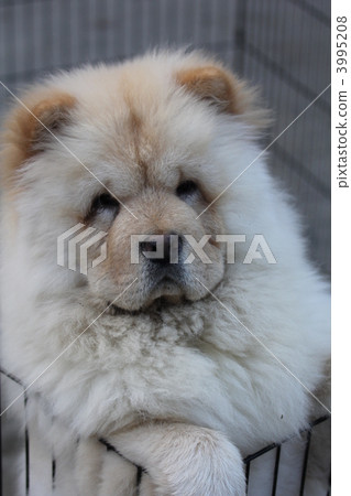 puppy, small dog, chow-chow 3995208