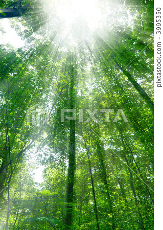 Sunshine in the forest Sunshine in the forest 3995350