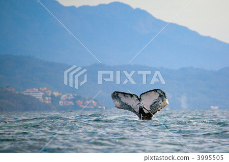 Whale watching Whale watching 3995505