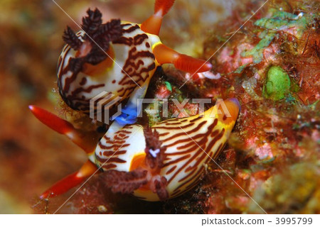 Nuiboshi的性交 3995799