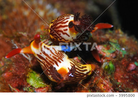 Nuiboshi的性交 3995800