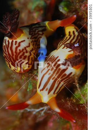 Nuiboshi的性交 3995801