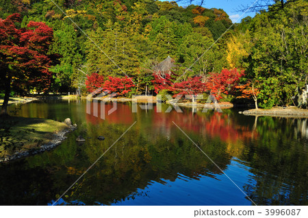 白水Amidado 3996087