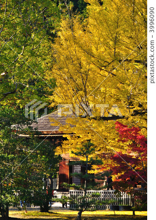 White Water Amidado 3996090