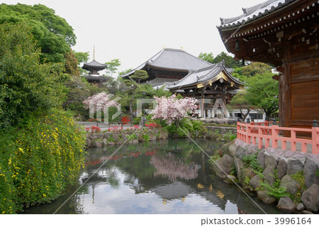 Daimyo Oshima 3996164