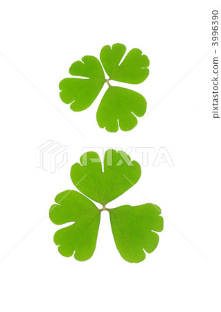 脈絡 野草 雜草 3996390