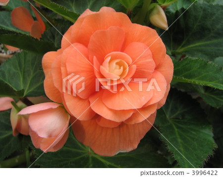 Orange bulb Begonia 3996422