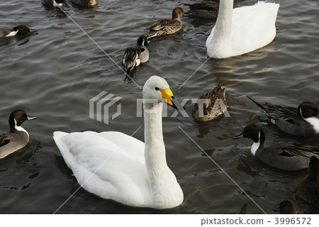 Swans of Luohu and ducks Swans of Luohu and ducks 3996572