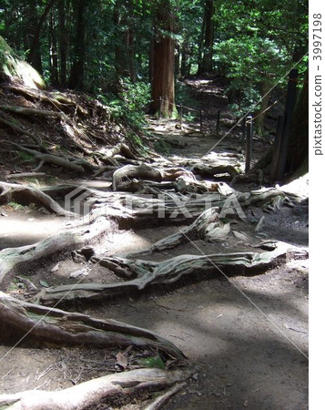 庫拉馬山的樹根路 庫拉馬山的樹根路 3997198