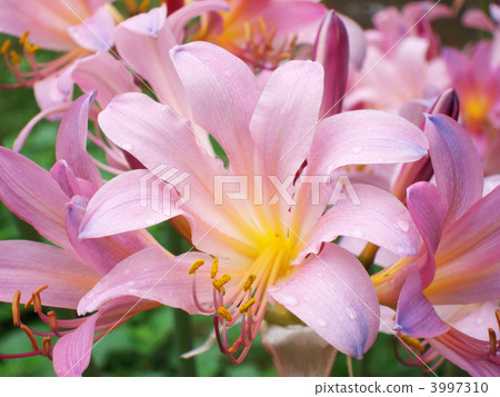 Natsuisen Sen Natsuisen Sen 3997310