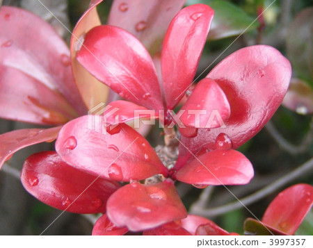 A red new leaf stands out beautifully after raining 3997357